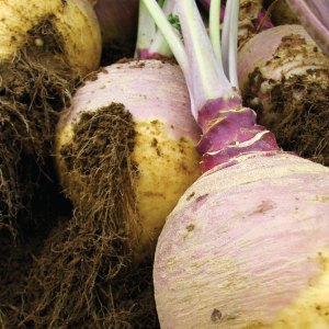 Discovering Brothing